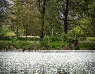 Hladina rybníka - Studnice / Drahýška