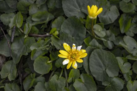 6431ac45222a4.jpg