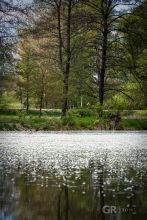 Hladina rybníka - Studnice / Drahýška