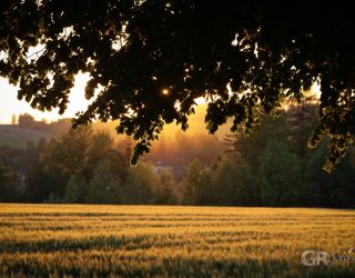 Lípa při západu - Deštná