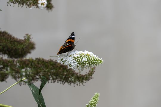 62fbb65266e46.jpg