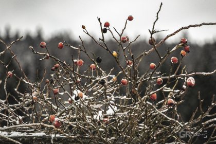Lodhéřov - 1/250s, f/5.6, ISO160, 135mm