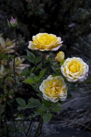 6376aea0c9ed0.jpg