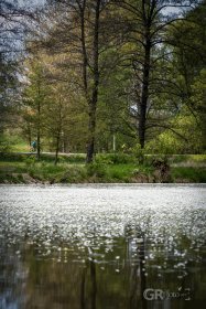 Hladina rybníka - Studnice / Drahýška