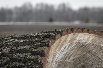 Dřevíčko - f/5,6 1/50s ISO100, ohnisko 100mm