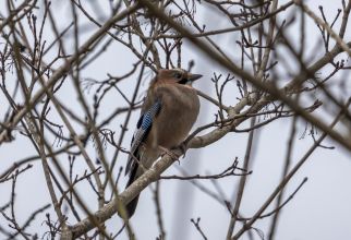 Sojka obecná - f/5,6 1/60s ISO100, ohnisko 250mm
