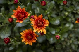 6376af57d8646.jpg