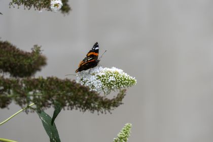 62fbb65266e46.jpg