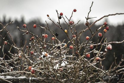 Lodhéřov - 1/250s, f/5.6, ISO160, 135mm