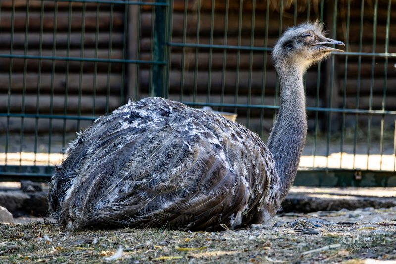Zoo Plzeň – jeden den je skoro málo - 46