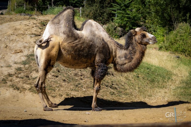 Zoo Plzeň – jeden den je skoro málo - 75