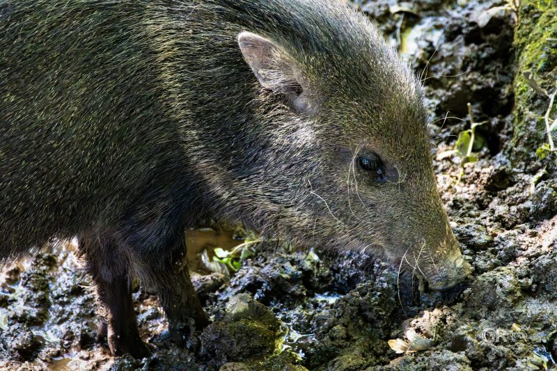 Zoo Plzeň – jeden den je skoro málo - 37