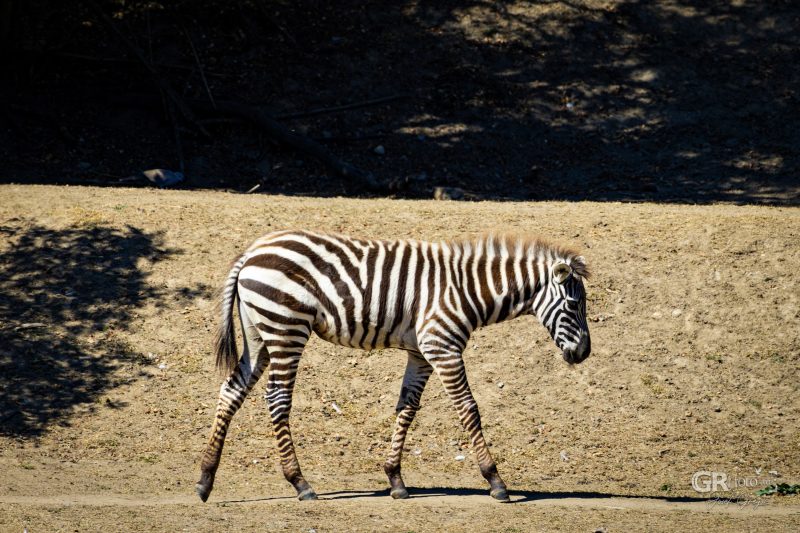 Zoo Plzeň – jeden den je skoro málo - 92