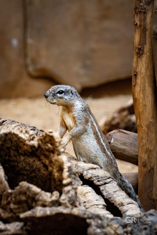 Zoo Plzeň – jeden den je skoro málo - 48