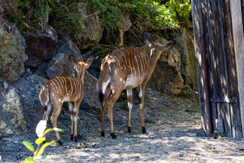 Zoo Plzeň – jeden den je skoro málo - 84
