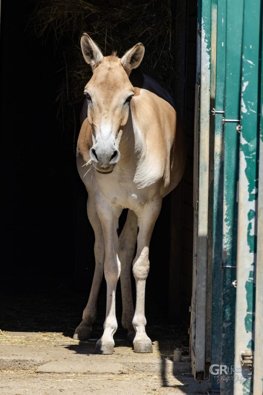 Zoo Plzeň – jeden den je skoro málo - 73