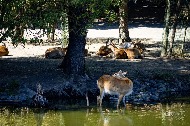 Zoo Plzeň – jeden den je skoro málo - 91