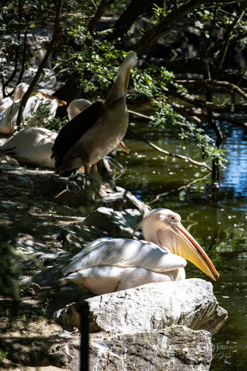 Zoo Plzeň – jeden den je skoro málo - 23