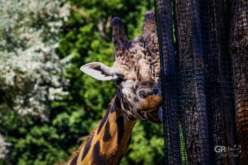 Zoo Plzeň – jeden den je skoro málo - 80