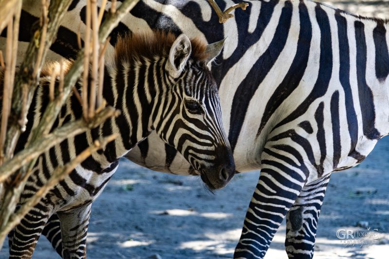 Zoo Plzeň – jeden den je skoro málo - 41