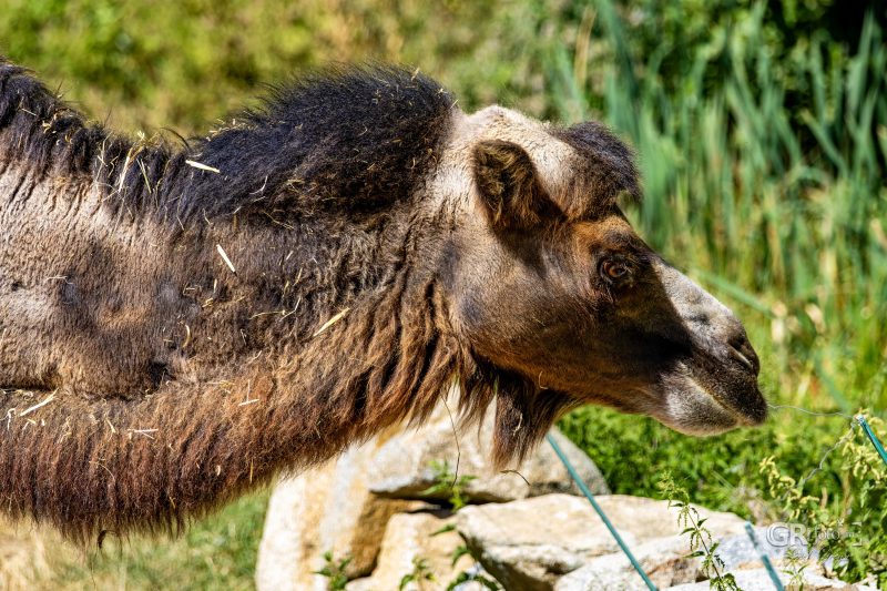 Zoo Plzeň – jeden den je skoro málo - 76
