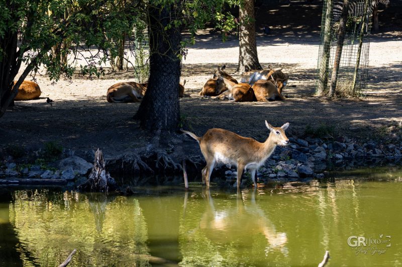 Zoo Plzeň – jeden den je skoro málo - 88