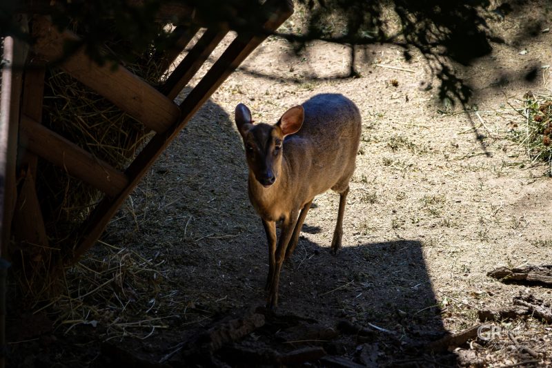 Zoo Plzeň – jeden den je skoro málo - 35