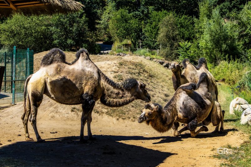 Zoo Plzeň – jeden den je skoro málo - 77