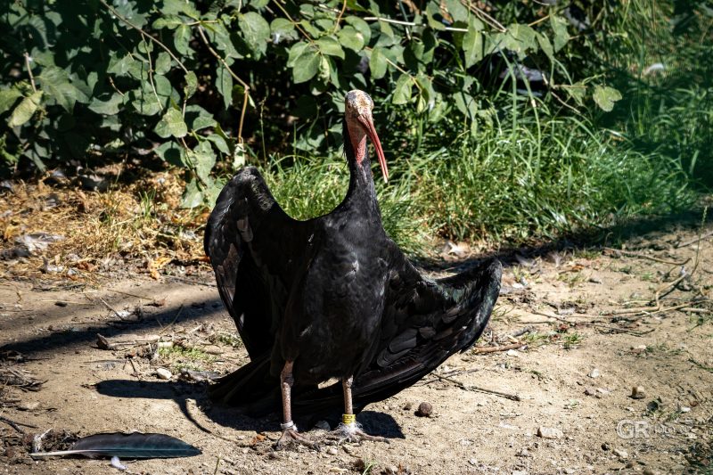 Zoo Plzeň – jeden den je skoro málo - 31