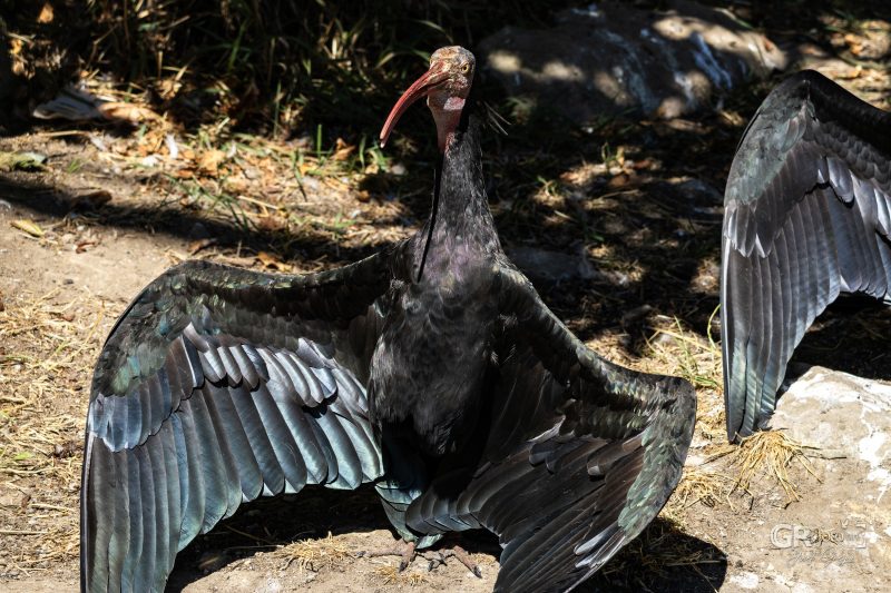 Zoo Plzeň – jeden den je skoro málo - 29