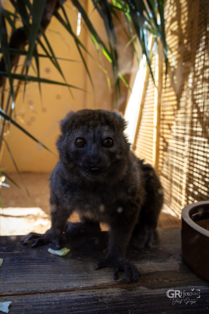 Zoo Plzeň – jeden den je skoro málo - 19