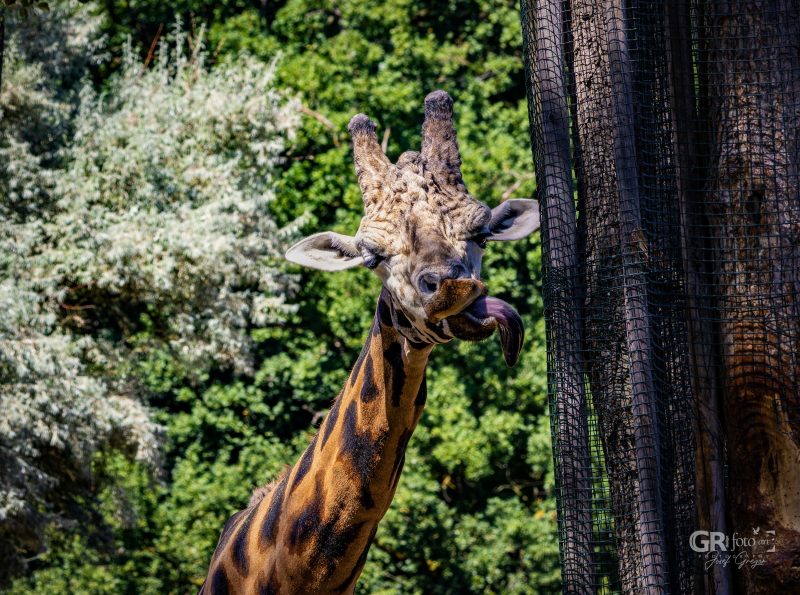 Zoo Plzeň – jeden den je skoro málo - 82