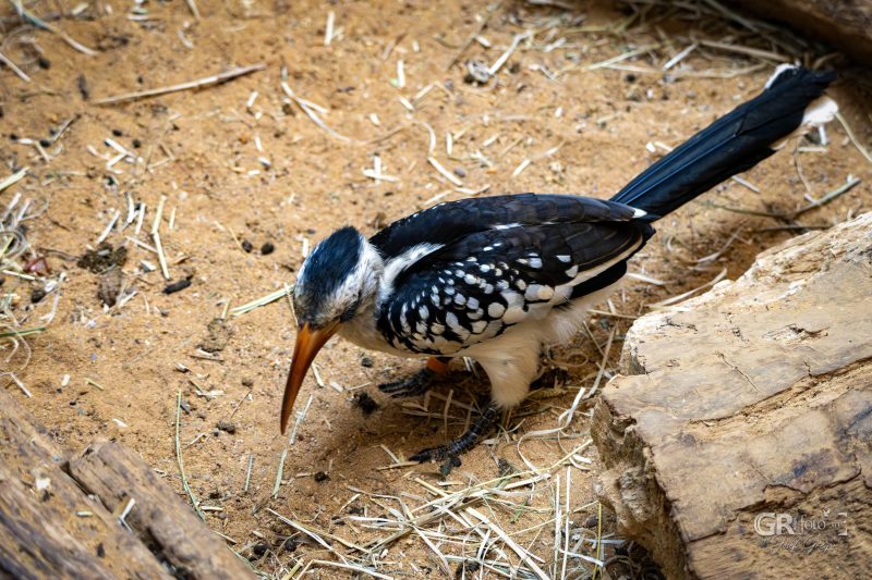 Zoo Plzeň – jeden den je skoro málo - 54