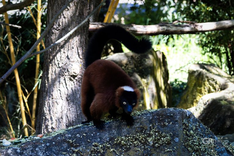 Zoo Plzeň – jeden den je skoro málo - 11