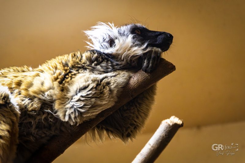Zoo Plzeň – jeden den je skoro málo - 15