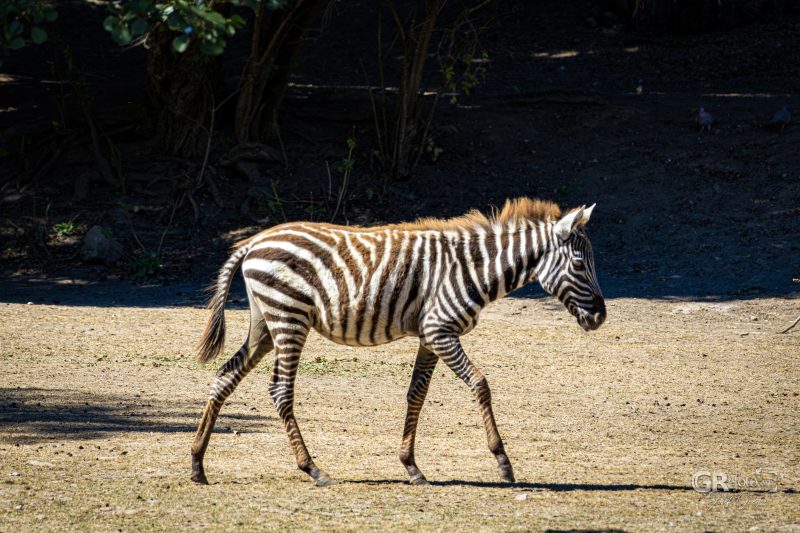 Zoo Plzeň – jeden den je skoro málo - 94