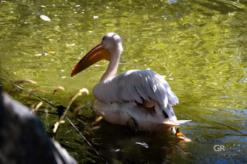 Zoo Plzeň – jeden den je skoro málo - 22