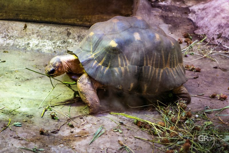 Zoo Plzeň – jeden den je skoro málo - 17