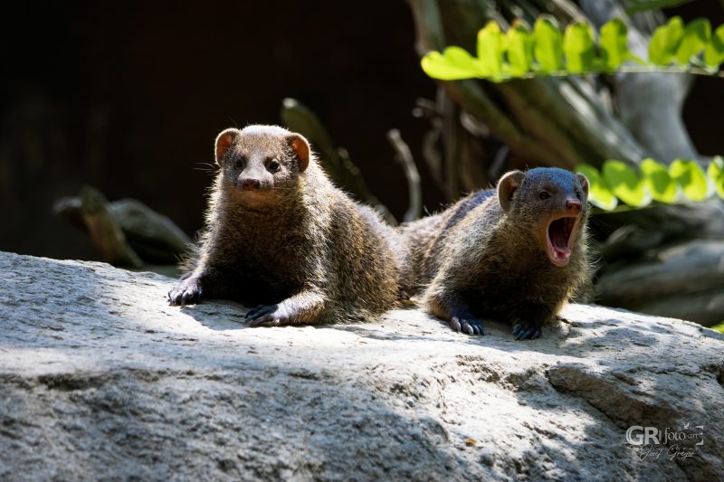 Zoo Plzeň – jeden den je skoro málo - 5