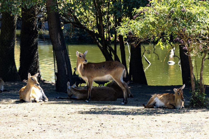 Zoo Plzeň – jeden den je skoro málo - 38