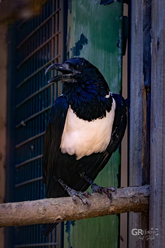 Zoo Plzeň – jeden den je skoro málo - 40