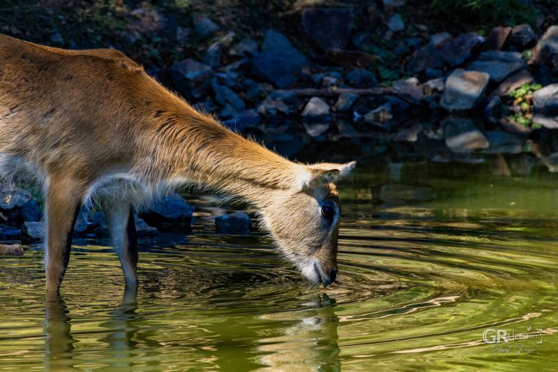 Zoo Plzeň – jeden den je skoro málo - 87