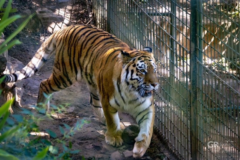 Zoo Plzeň – jeden den je skoro málo - 66