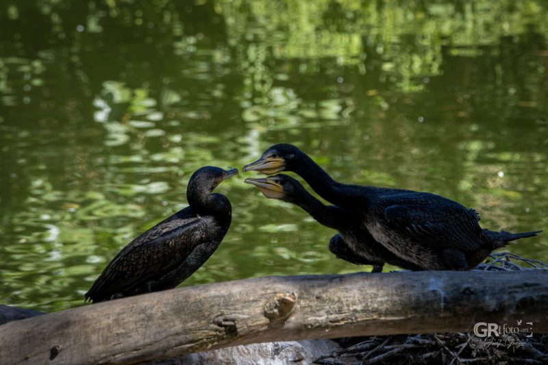 Zoo Plzeň – jeden den je skoro málo - 1
