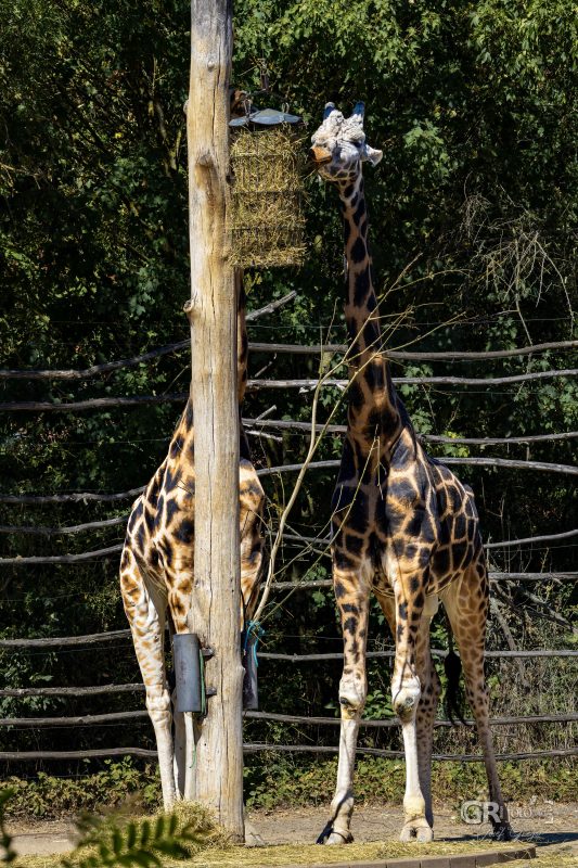 Zoo Plzeň – jeden den je skoro málo - 79