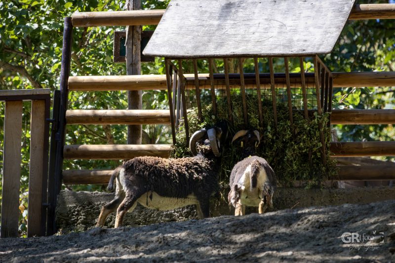Zoo Plzeň – jeden den je skoro málo - 64