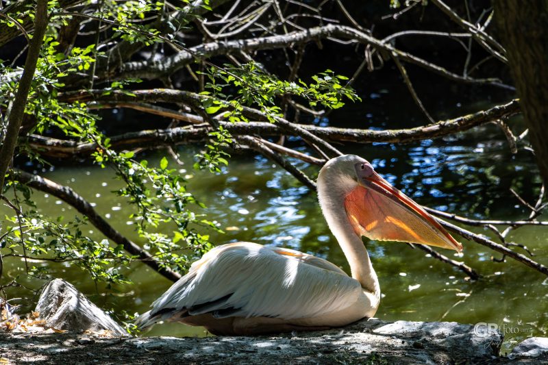 Zoo Plzeň – jeden den je skoro málo - 21