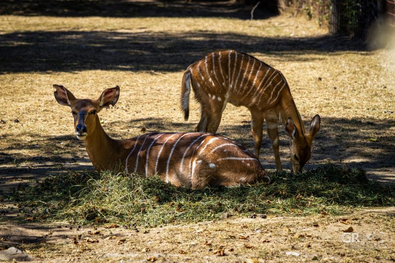 Zoo Plzeň – jeden den je skoro málo - 85
