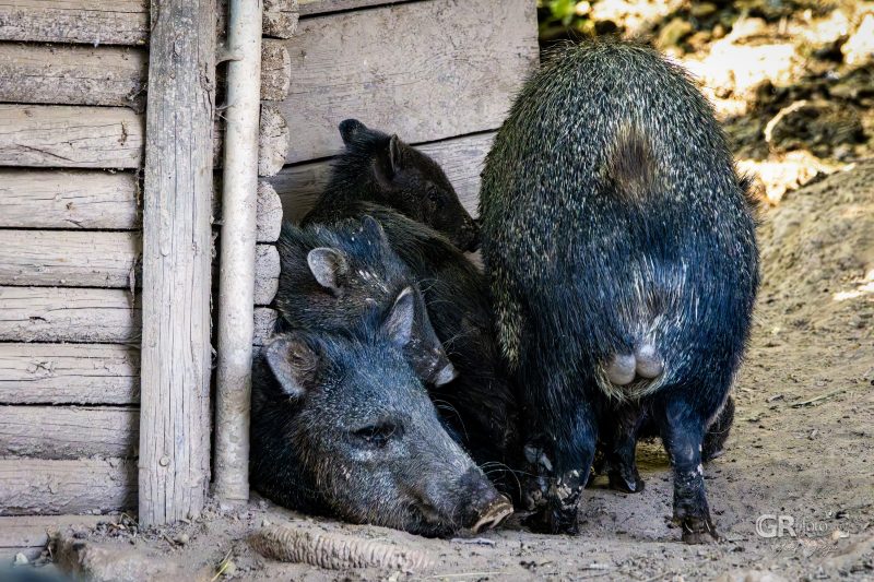 Zoo Plzeň – jeden den je skoro málo - 43