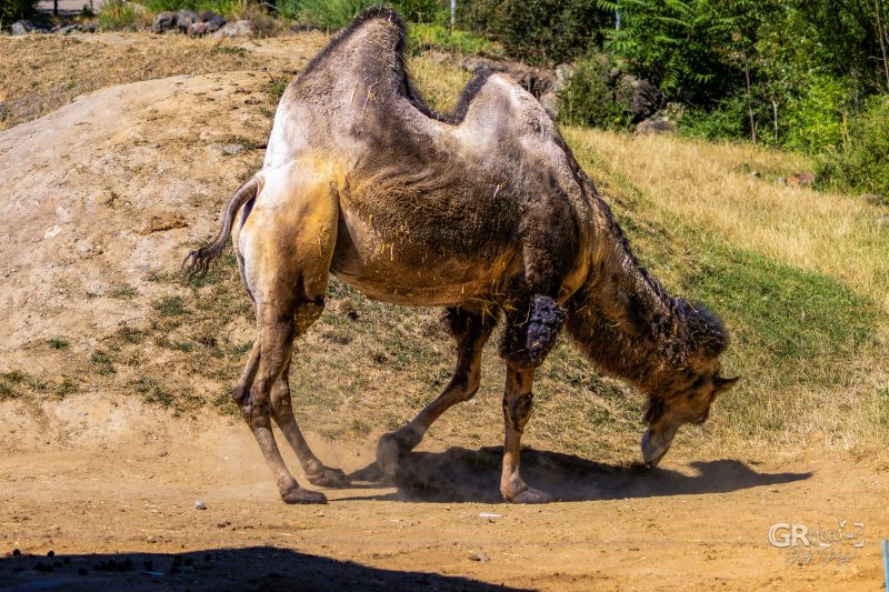 Zoo Plzeň – jeden den je skoro málo - 74
